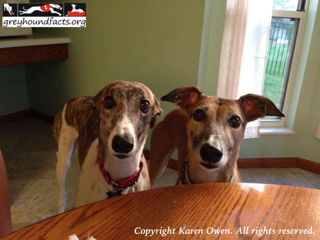 Retirement Greyhound Facts