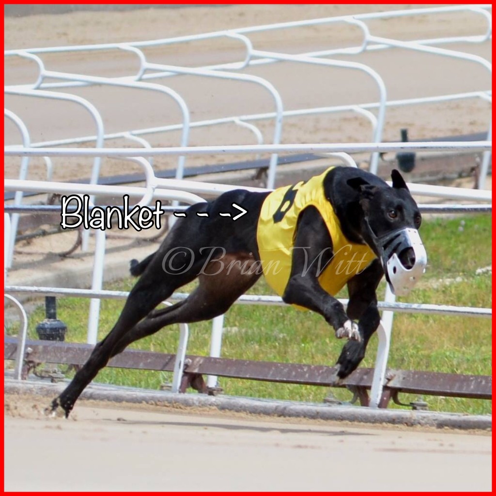 Track Talk Greyhound Facts