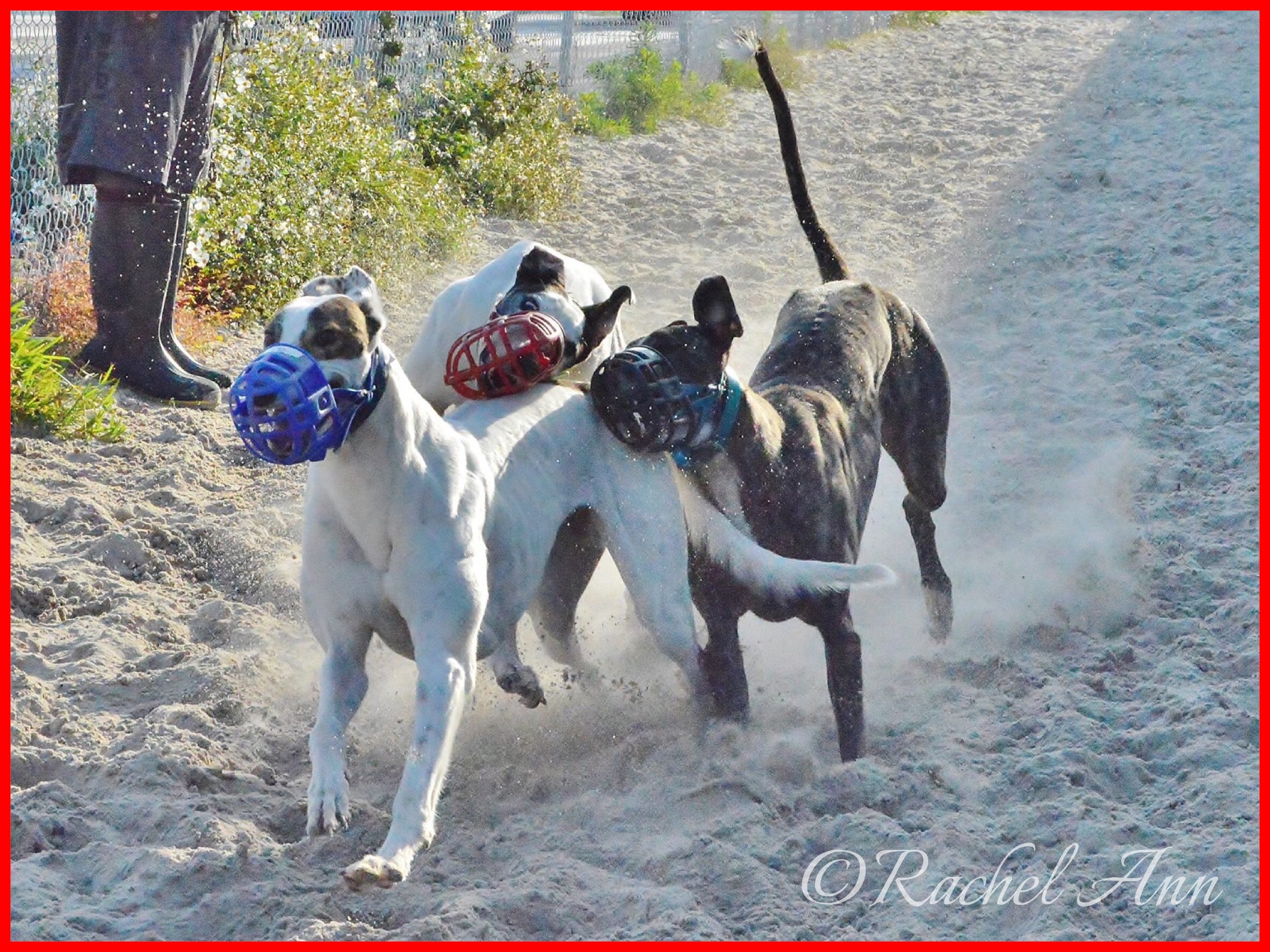 Kennel Life Greyhound Facts